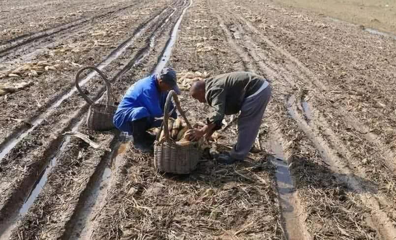 「缴清」2019年起农民得交耕地占用税，必须一次性缴清，你该交