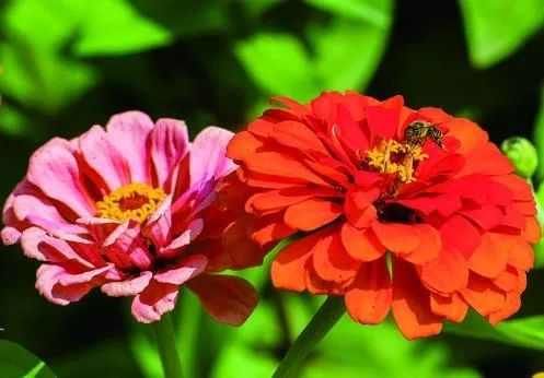 长春新晋网红打卡地！一大片免费的花海美到霸屏，错过又要等一年