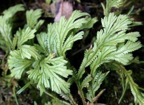  「增值」不值钱的“杂草”，种2棵到花盆里，1年却增值“7倍”，可以养！