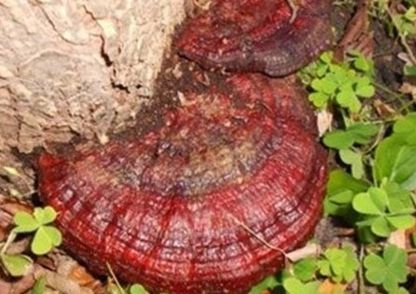 农村树桩上长出的“大舌头”，识货的农民都抢着带回家