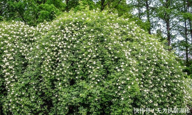 『木香花』抓住春天的“尾巴”,养上这几种花,赴一场最美“约会”