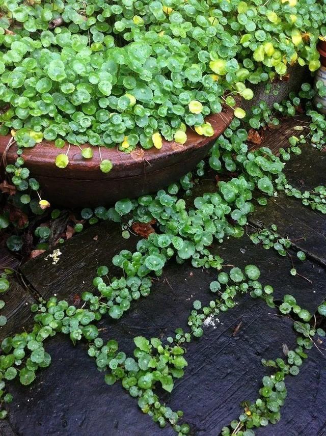 慎养■这花要慎养,每年砍掉3麻袋,照样蹭蹭长