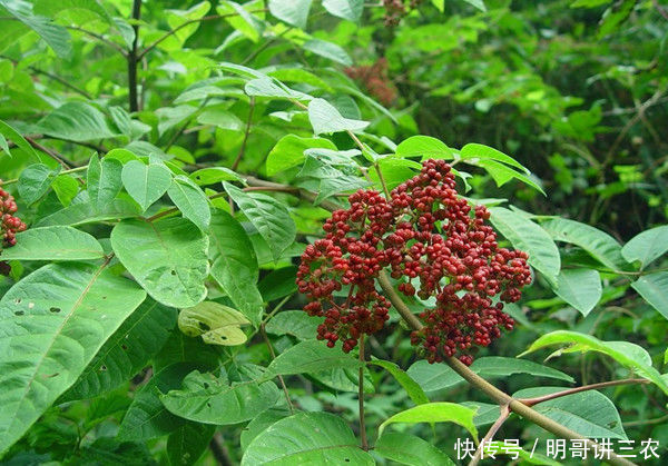  【花椒】乡下山里如今价值200一斤，这种野果子农民叫“米辣子”