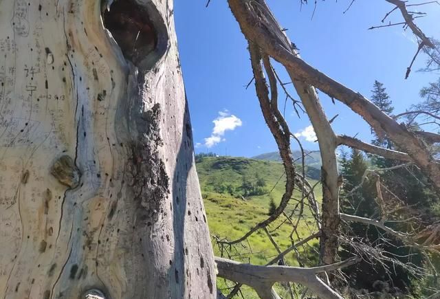 去喀纳斯,需要注意什么?