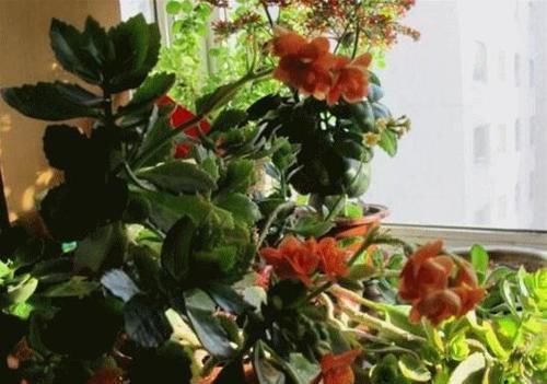  『就能够让』长寿花“开败”实在丑？咔擦“1剪刀”，1年后养成“风雅”老桩