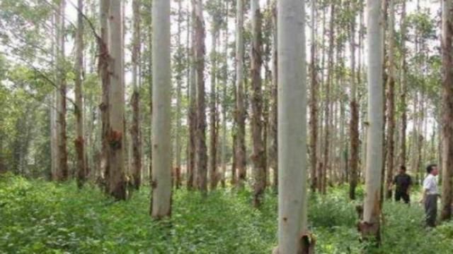 中国饱受争议的树，既是“摇钱树”，又是“祸害树”