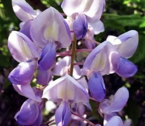  【花苞】典型的2种“爬藤花”，容易养，阳台摆上“2盆”，花苞蹭着冒！