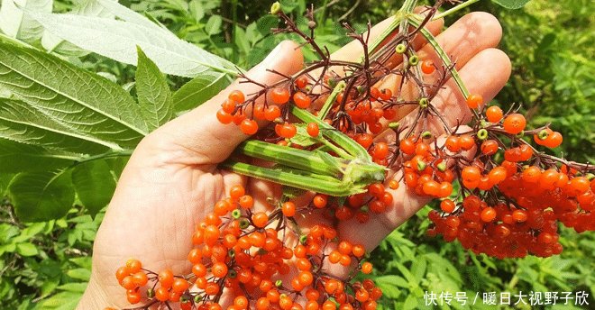  「采摘」它便是珍贵的“接骨草”，若遇见，切勿采摘和破坏，因