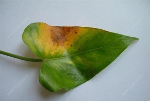  『夏季』这种病菌是红掌的致命杀手，夏季高温高湿易爆发，一定要做好预防