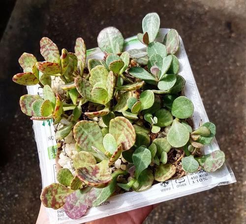  [叶片扦插]长得特像江户紫的魅惑彩虹，叶子比花好看，还能叶插繁殖