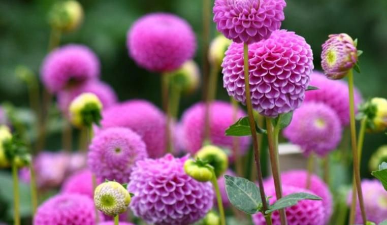  「郁郁葱葱」养殖富贵菊，掌握几个小窍门，富贵菊一年郁郁葱葱