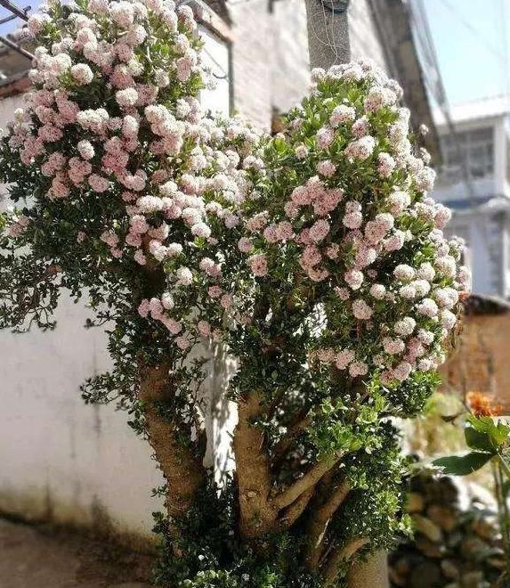  『不在花而在养』花值不值钱，不在花而在养，见过50岁的玉树吗？一次开花上千朵