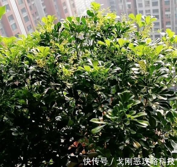  直长一直开花：阳台养米兰，总结几点“经验”，叶子不黄更繁茂，四季开花满屋香