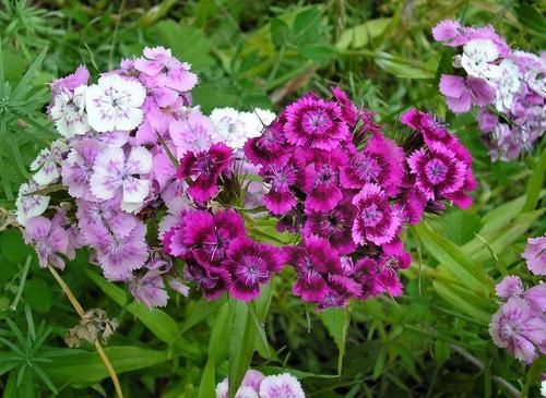  『平常养护石竹花』盆栽养护的石竹花，想让它花开不断，这几点最要做好了