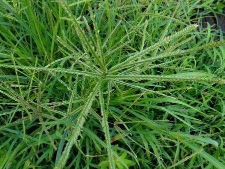 农村的一种田间称霸的野草，有药用价值，老人喜欢泡茶喝