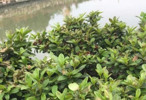  『晒伤』怎样判断杜鹃花黄叶掉叶是被强光暴晒造成的？晒伤的杜鹃花怎么办