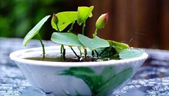  「年宵」5种“年宵花”，现在养一盆，开花一串串，充满着“仙气”
