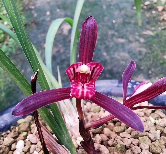 #新芽#春天上盆的建兰来新芽,水苔不该任性用,小心好事变坏事