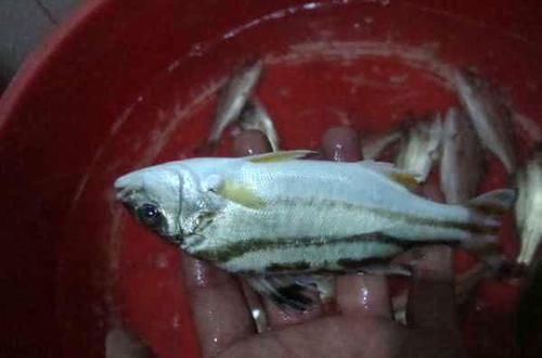  花身：这鱼沿海地区叫它“花身鸡鱼”体侧有3条成弓状的黑色纵带