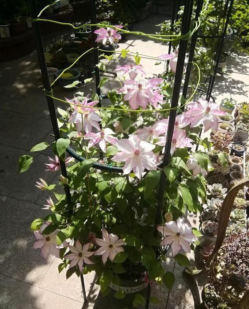  『盆栽』养花就养花期长的，花量大花色艳，芳香熏满屋，阳台盆栽首选