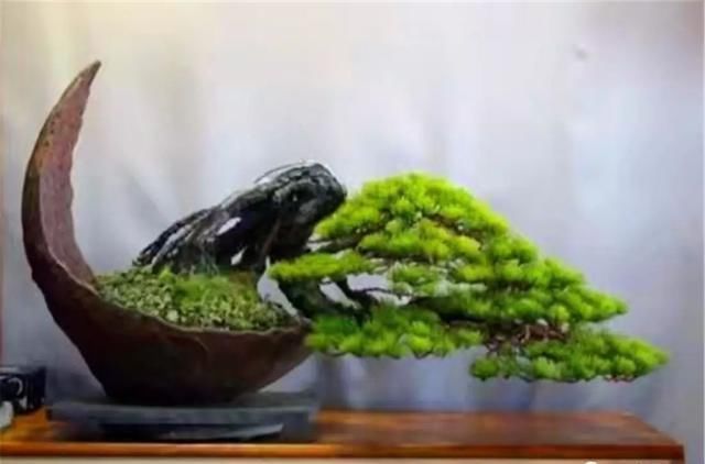 盆景大师都爱玩，山松会否成为下一个热点？