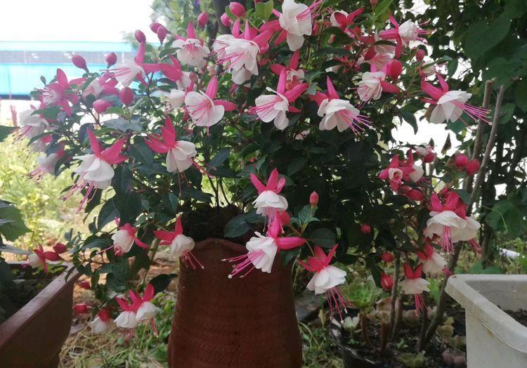 藤本植物,有它就够了,一树多色花,一年三季开花,给你一片花海