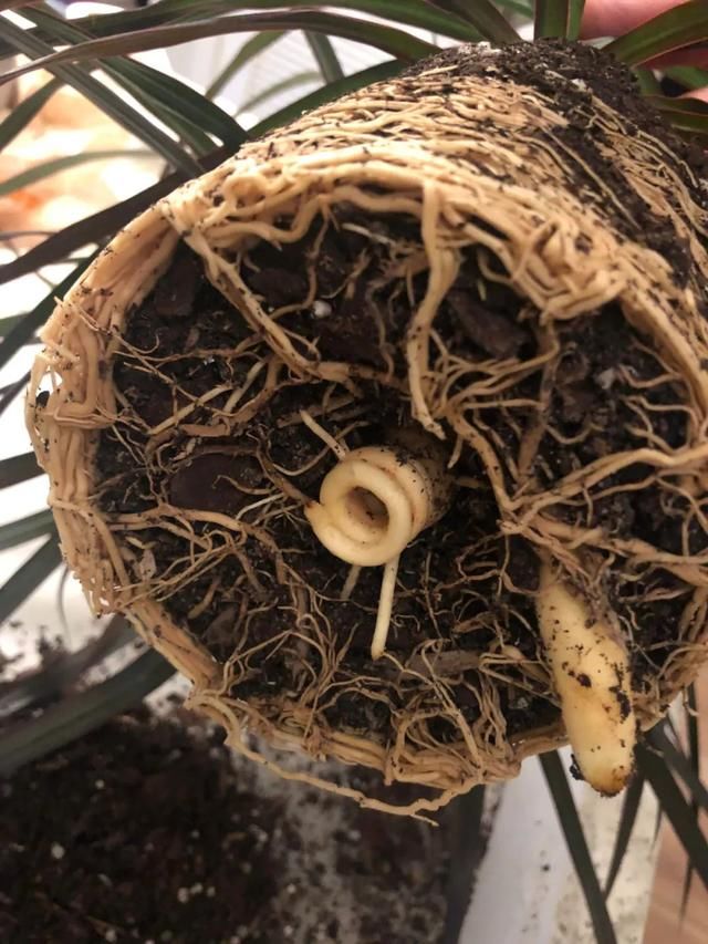 花盆■在户外养半年的五彩千年木,根系长满花盆,剪下很多枝条用来繁殖