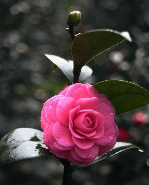  『时间久』茶花“花苞大”，北方家里养茶花为什么容易死？