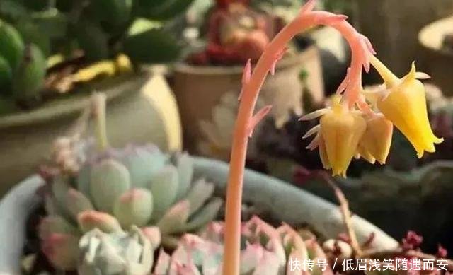 『肉肉开花必须剪掉』多肉植物开花了,怎么办肉友剪掉!