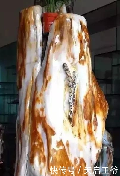  【巨树】2亿年前的五条虫子 与大树一起变成了玉石！