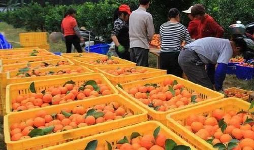  上市@离上市还有几天，收购价高达5元一斤，网友：好吃！