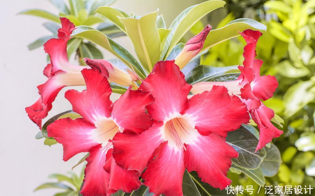 #牡丹#名字有玫瑰却不是玫瑰，比吊兰更好养，比牡丹更好看，漂亮极了
