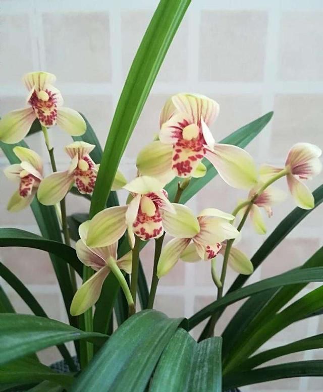 开爆:兰花春剑怎么养?记住“3招”,根系壮,花更多,苗更旺,开爆盆