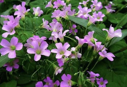  【喝水】喜欢“喝水”的3种花，每隔2天灌“1杯水”，枝叶绿油油、繁殖快