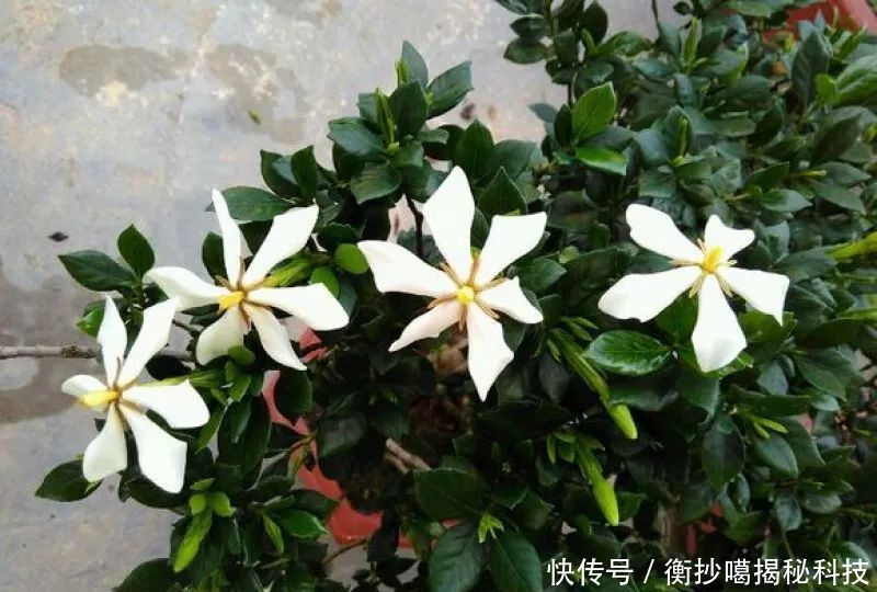  小妙■养花小妙招，花开爆满盆
