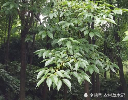  「树皮」此树若出现您家乡，请保护好，谨防采摘树皮，因为太珍