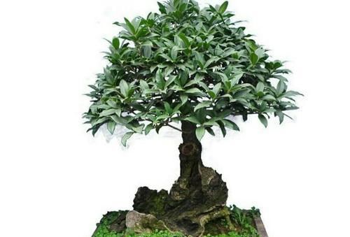  [嫁接]怎样才能嫁接好漂亮的桂花树盆景