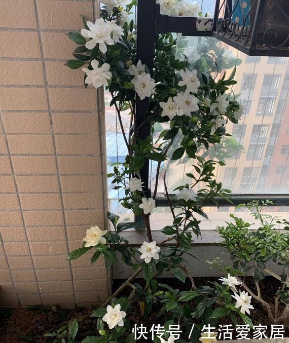  『绿萝』有“4种植物”，根系长得快，扦插一盆活一盆，回家不妨试一试