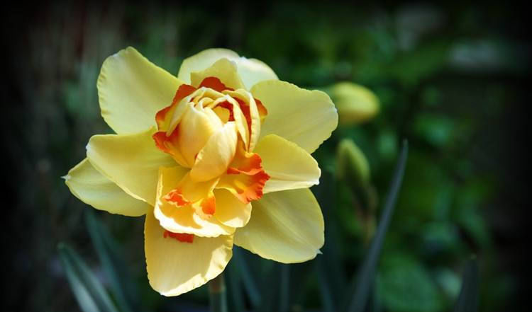  『根盘』洋水仙,根盘清理成这样就差不多了吧?