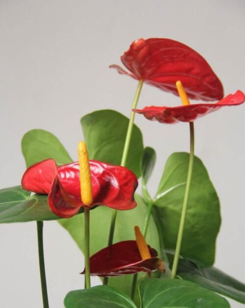  『随便』植物“浇水”学问真大，这几个时间浇水最好，别傻傻随便浇水了！