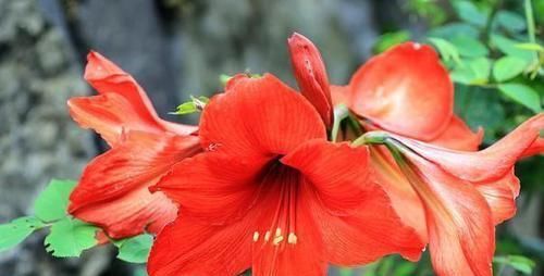  #红艳#枝枝开花巴掌大，朱顶红花色红艳，它的花期到底有多长？