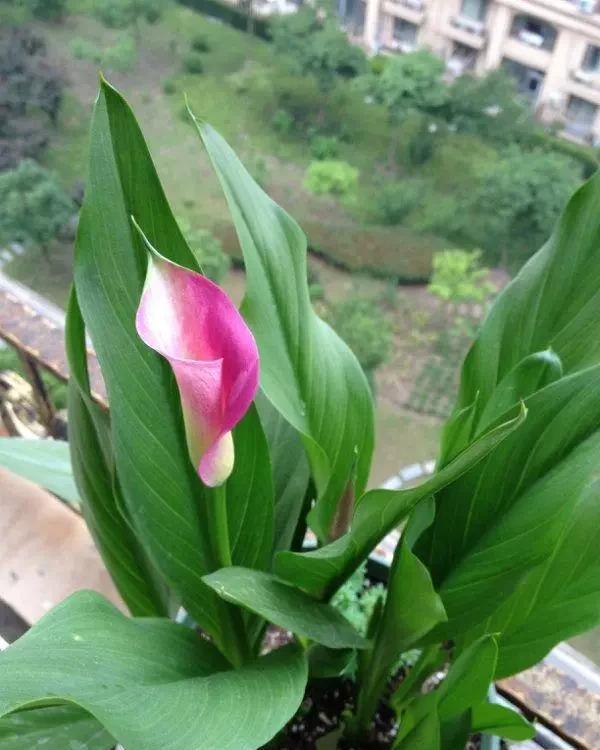养花|阳台养花千万不能错过的5种花!