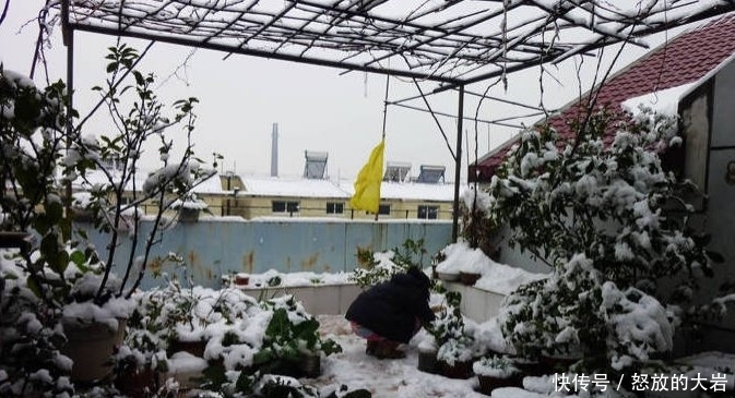  『楼顶』别人养花，她却种一楼顶菜，多得吃不完都送邻居了！