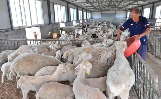 羊价涨势喜人，为什么养羊户故意压栏不卖呢？