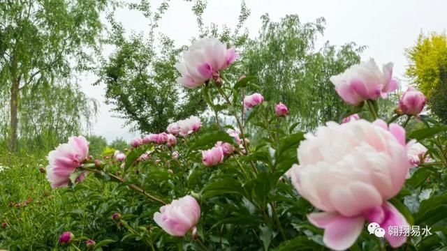  「同赏」母亲节，送花不如赏花，伴母同赏芍药花