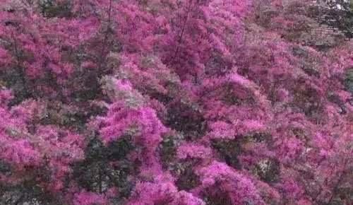  『城市』全国这56座城市市花你都知道是什么吗？太美了！