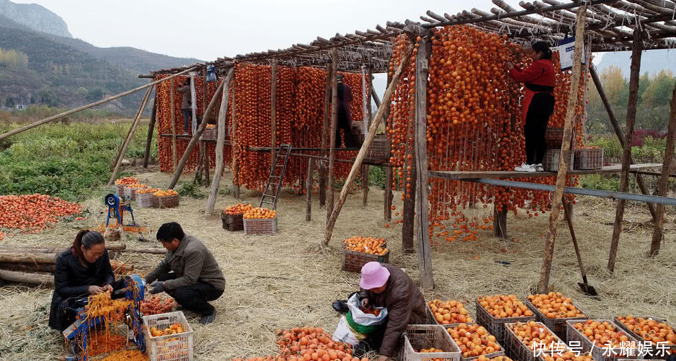 农村老媪打工给柿子削皮，削一斤1毛钱，一天削300斤挣30元