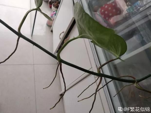  「情况」茎秆上面长胡须，到底剪不剪？分情况处理最好