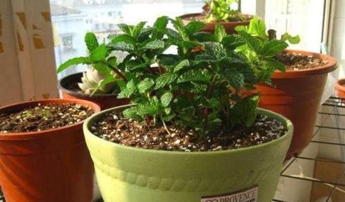  [花盆]养花怎么浇水？看懂4个细节分分钟学会，告别烂根烂叶