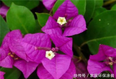  『光照』三角梅的花期是几月